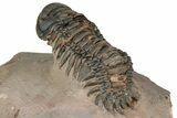 Crotalocephalina Trilobite - Lghaft, Morocco #359405-4